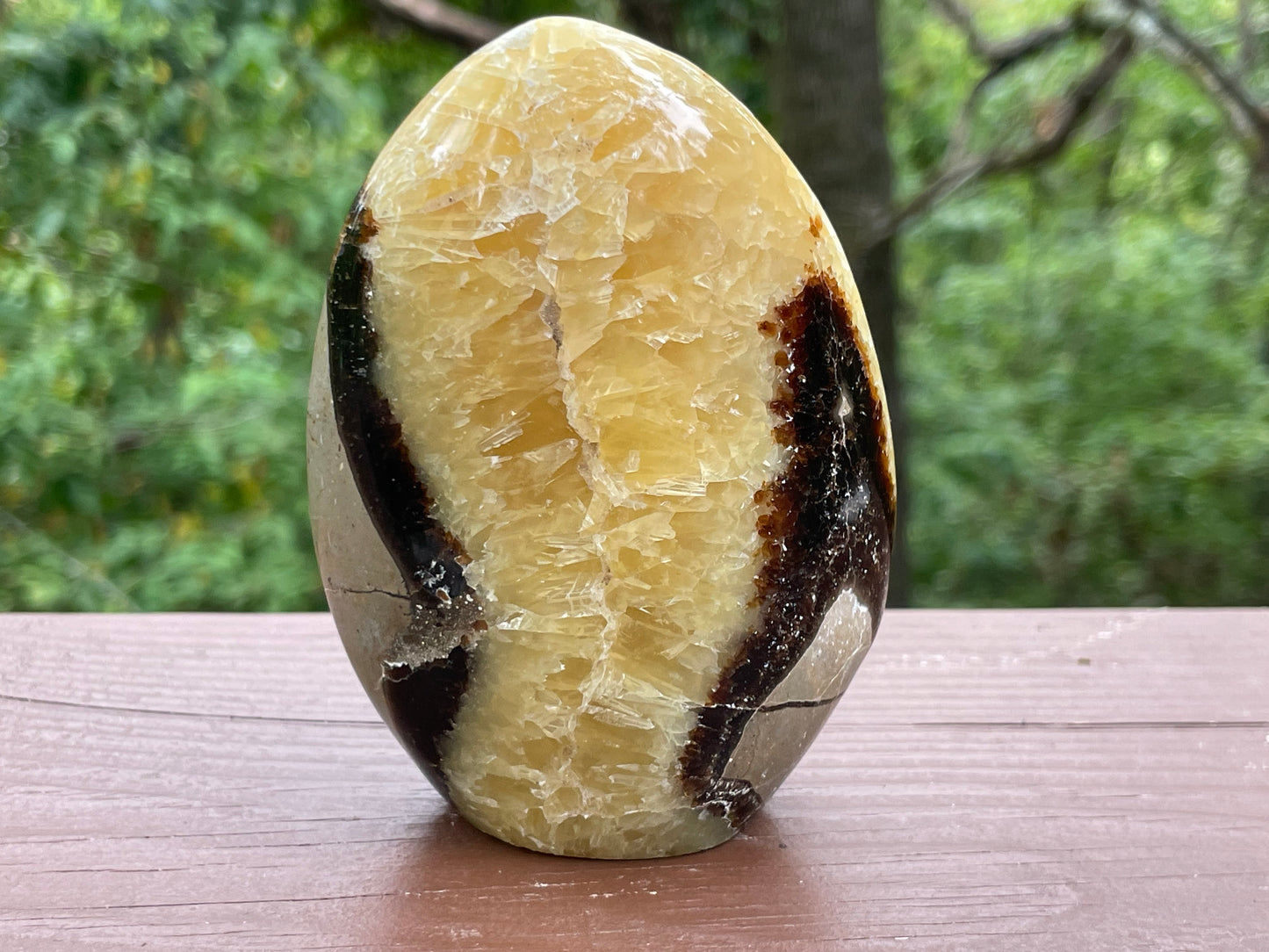 Septarian Free Form || Polished Septarian