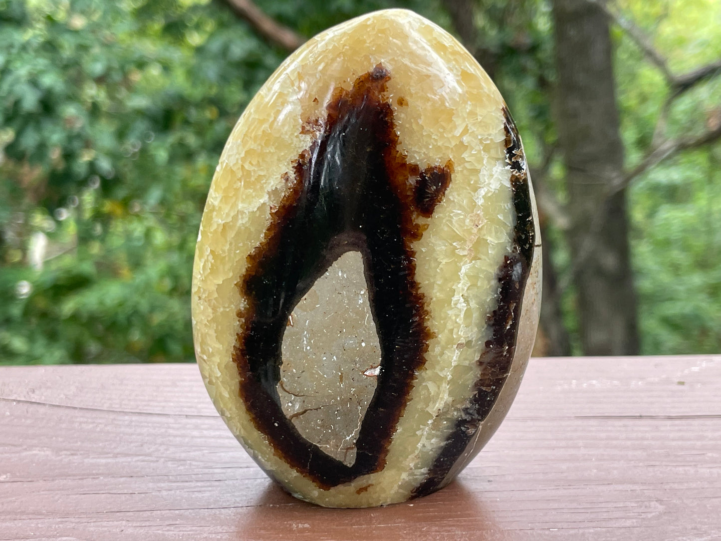 Septarian Free Form || Polished Septarian