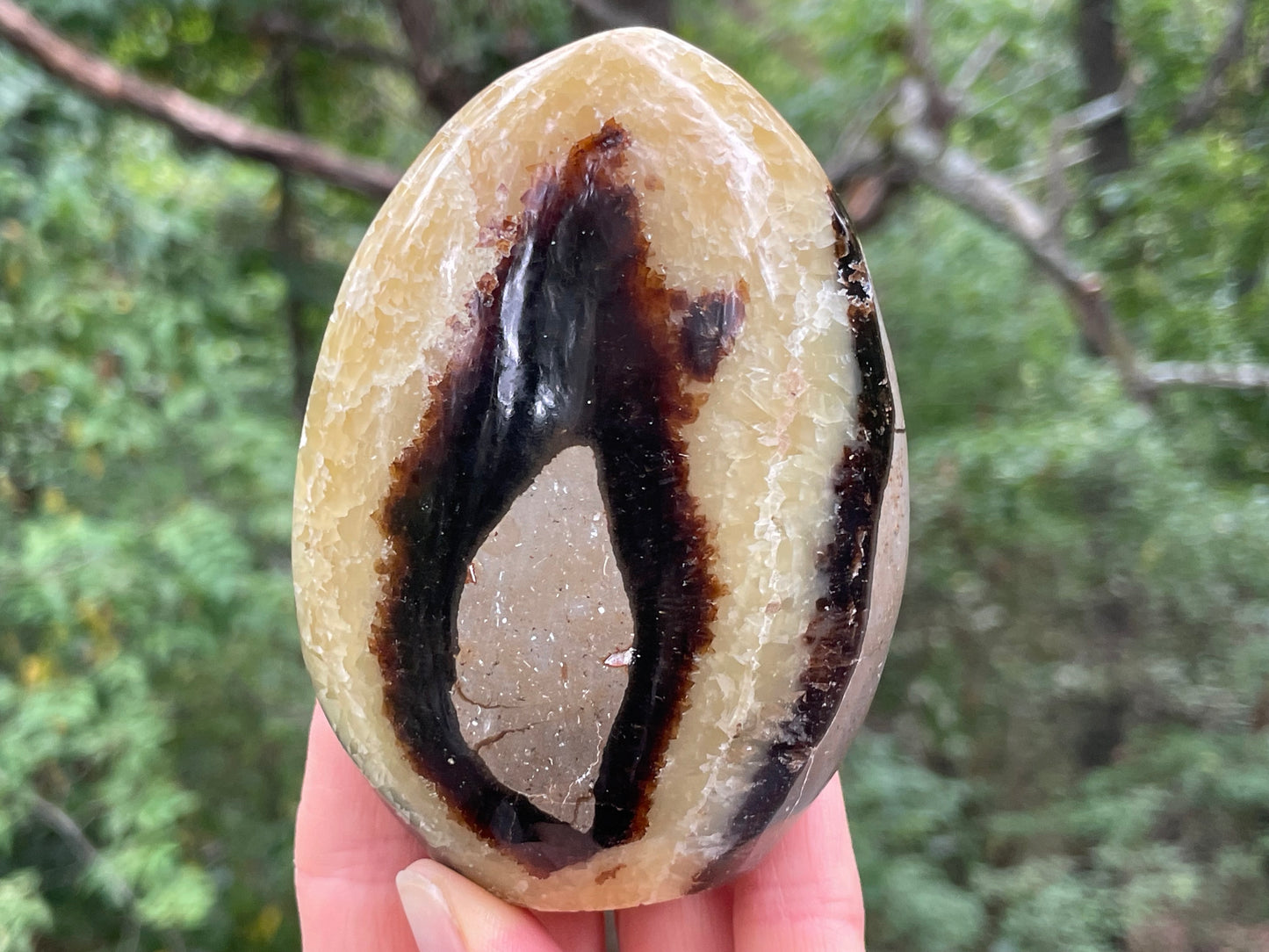 Septarian Free Form || Polished Septarian