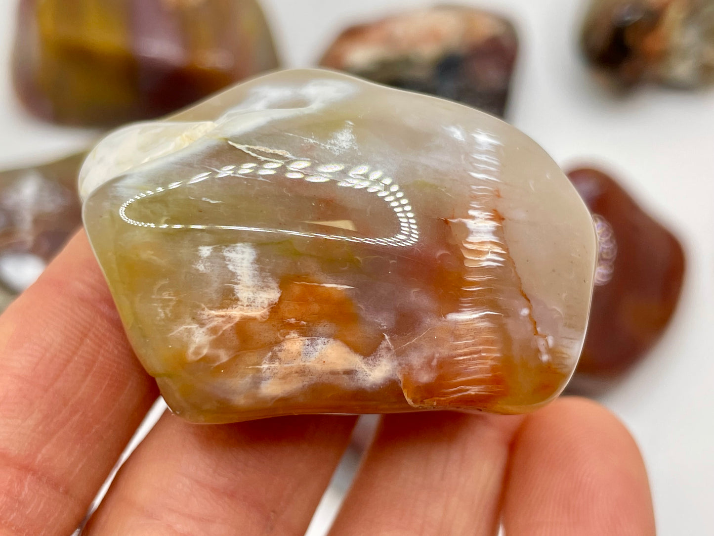 Petrified Wood Tumble || Arizona Petrified Wood || Polished Petrified Wood