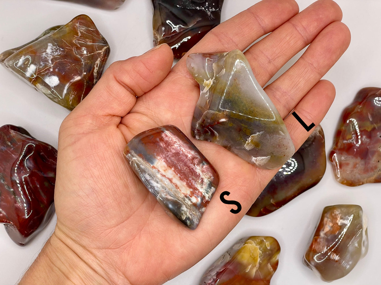 Petrified Wood Tumble || Arizona Petrified Wood || Polished Petrified Wood