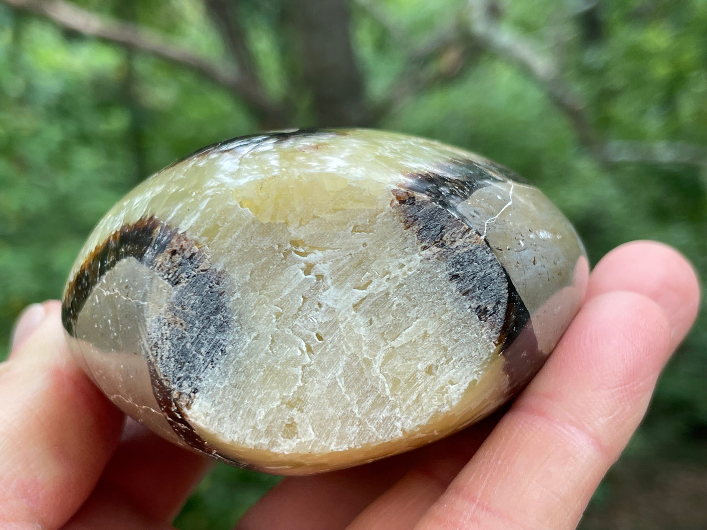 Septarian Free Form || Polished Septarian