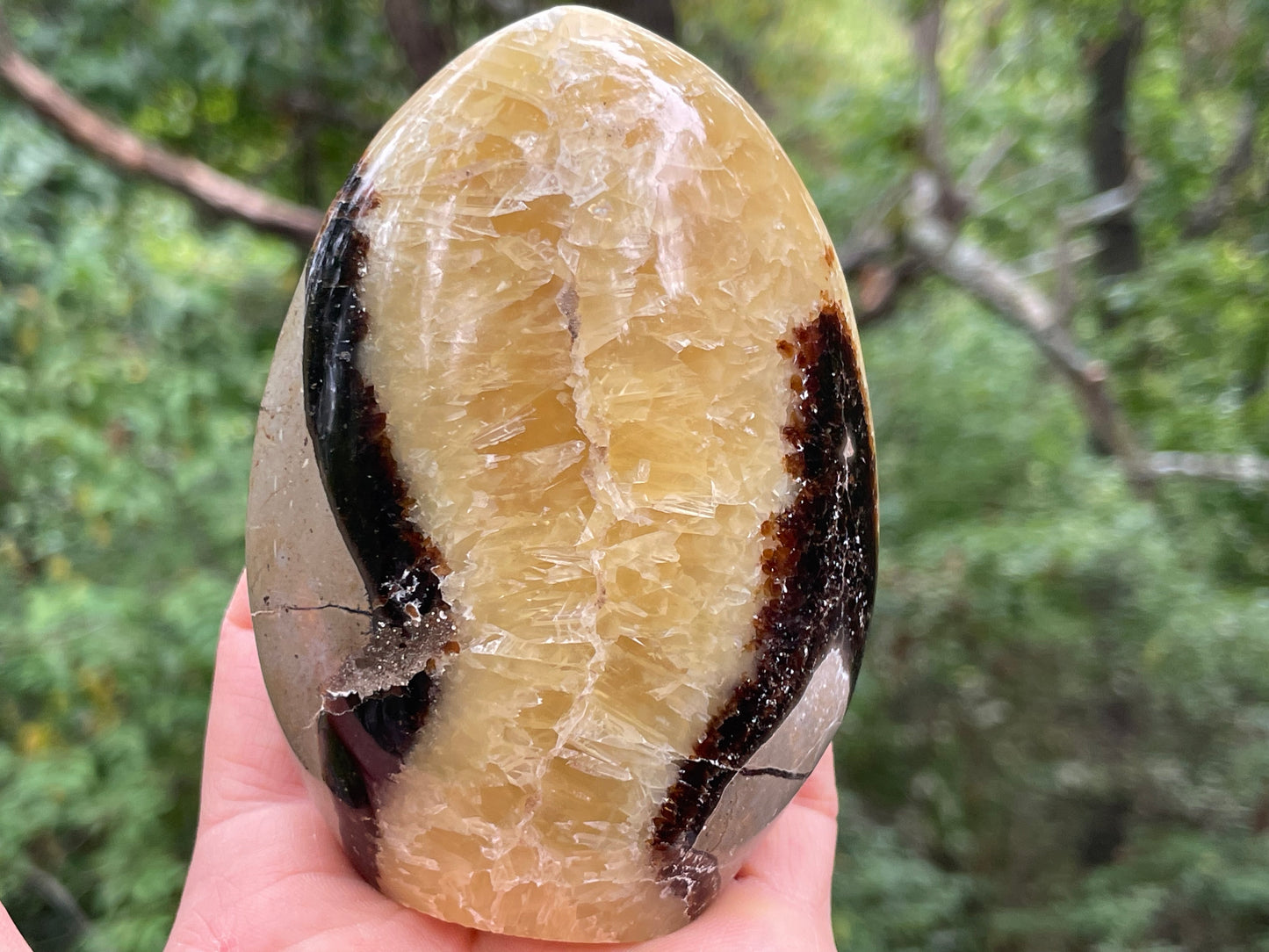Septarian Free Form || Polished Septarian