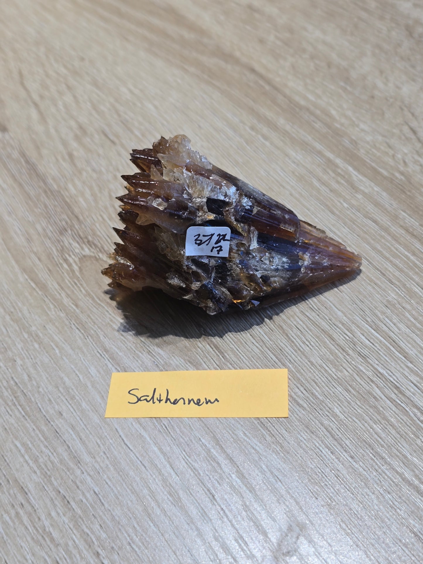 Salthornem 7/2 live sale