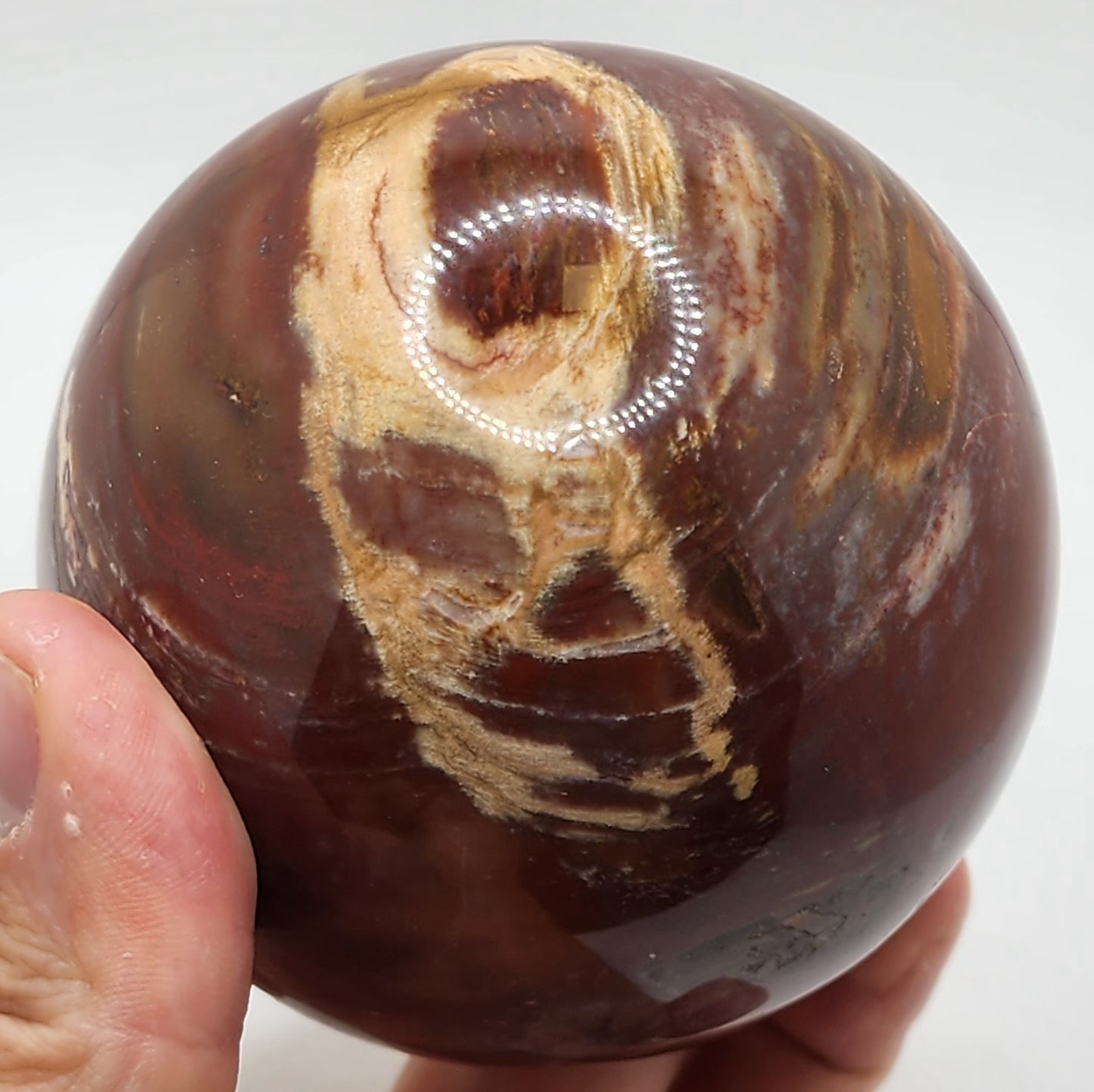 Petrified Wood Sphere || Red Petrified Wood || Polished Petrified Wood Sphere
