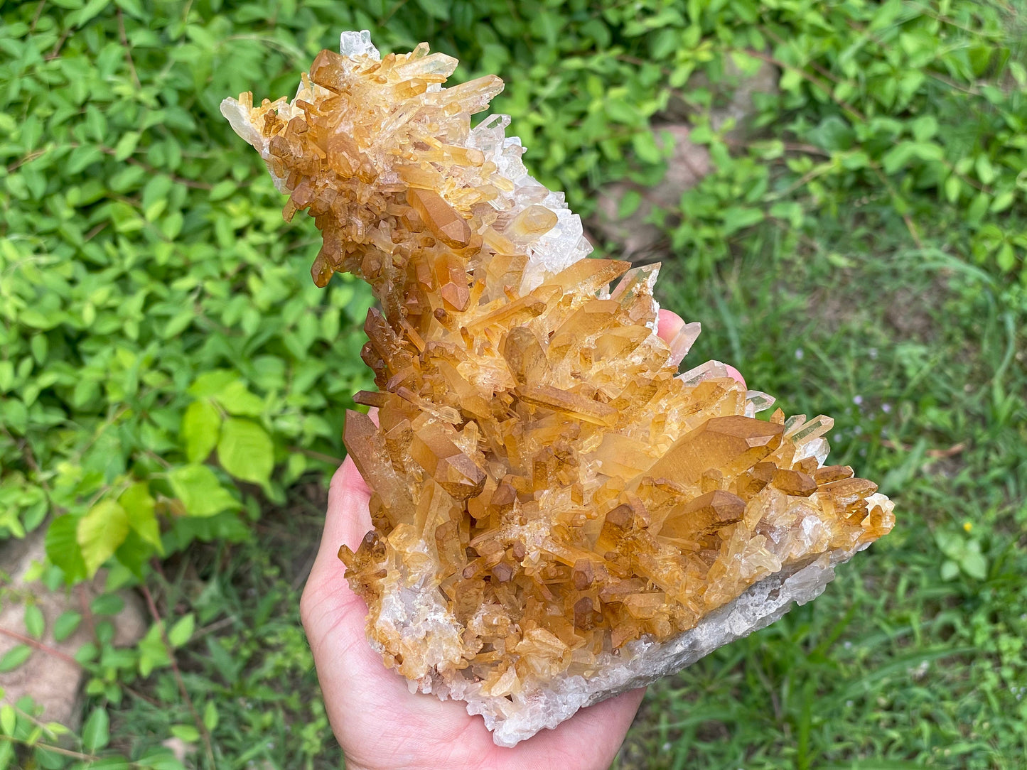 Golden Healer Quartz Crystal Cluster || Raw Quartz Cluster || Lemurian Quartz Cluster