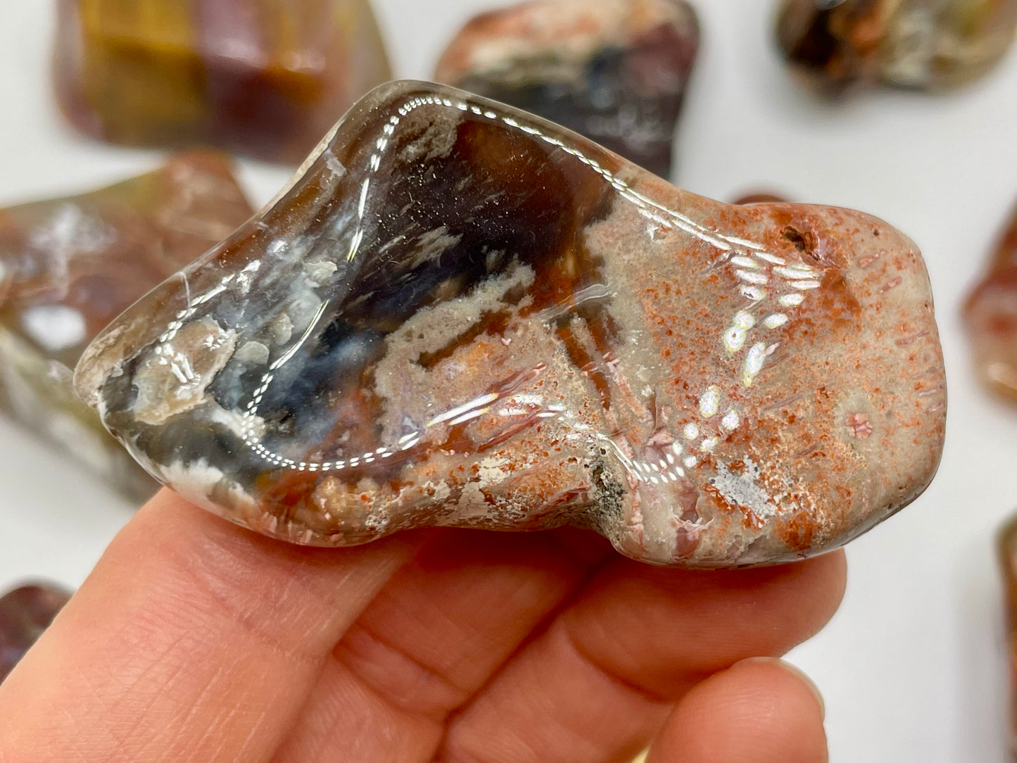 Petrified Wood Tumble || Arizona Petrified Wood || Polished Petrified Wood