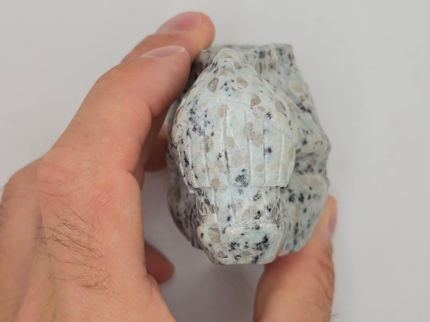 Kiwi Jasper T-Rex Skull || Dinosaur Skull || T-Rex Carving || #83