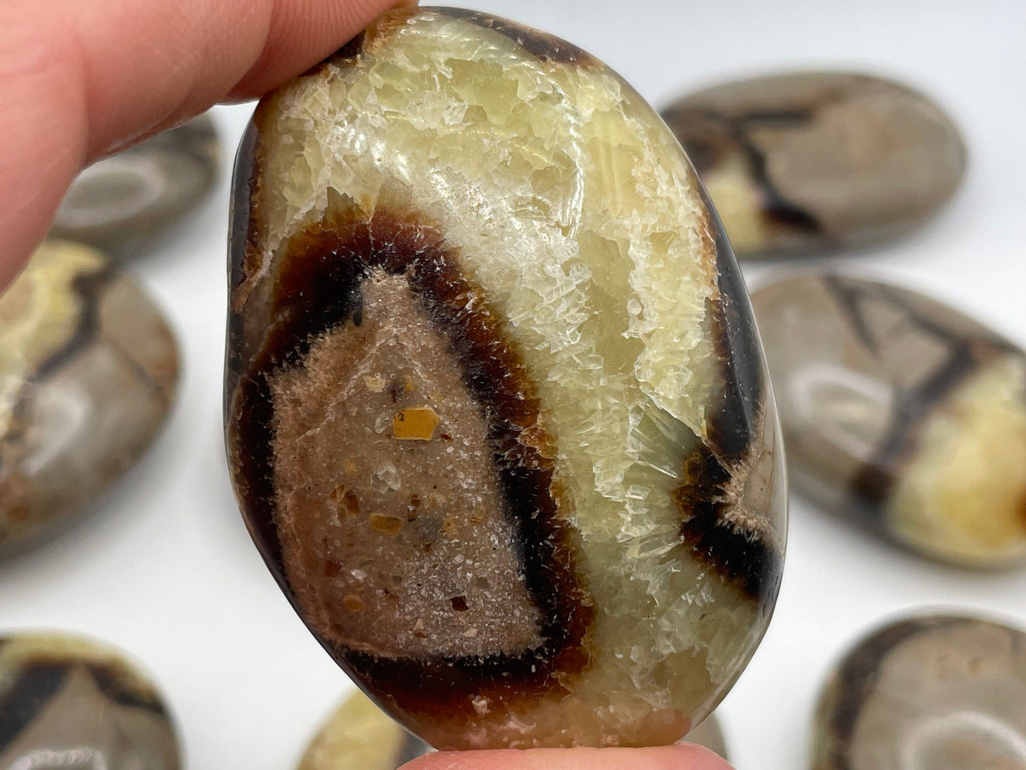 Septarian Palm Stone || Natural Septarian Palm Stone