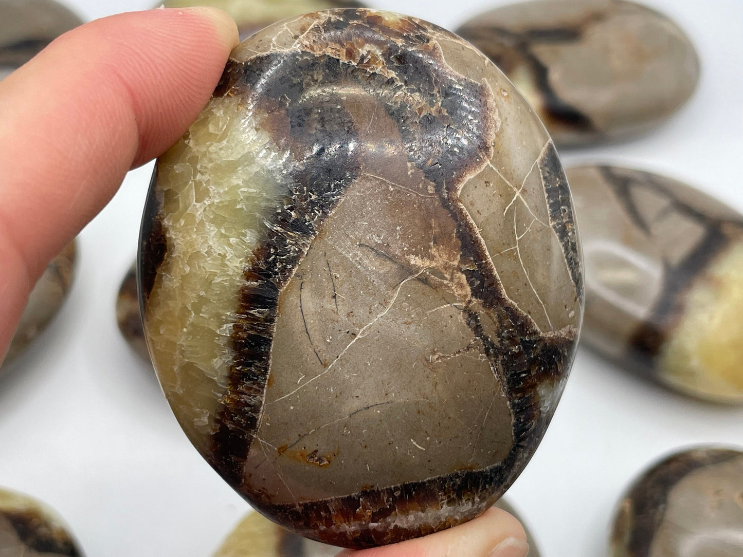 Septarian Palm Stone || Natural Septarian Palm Stone