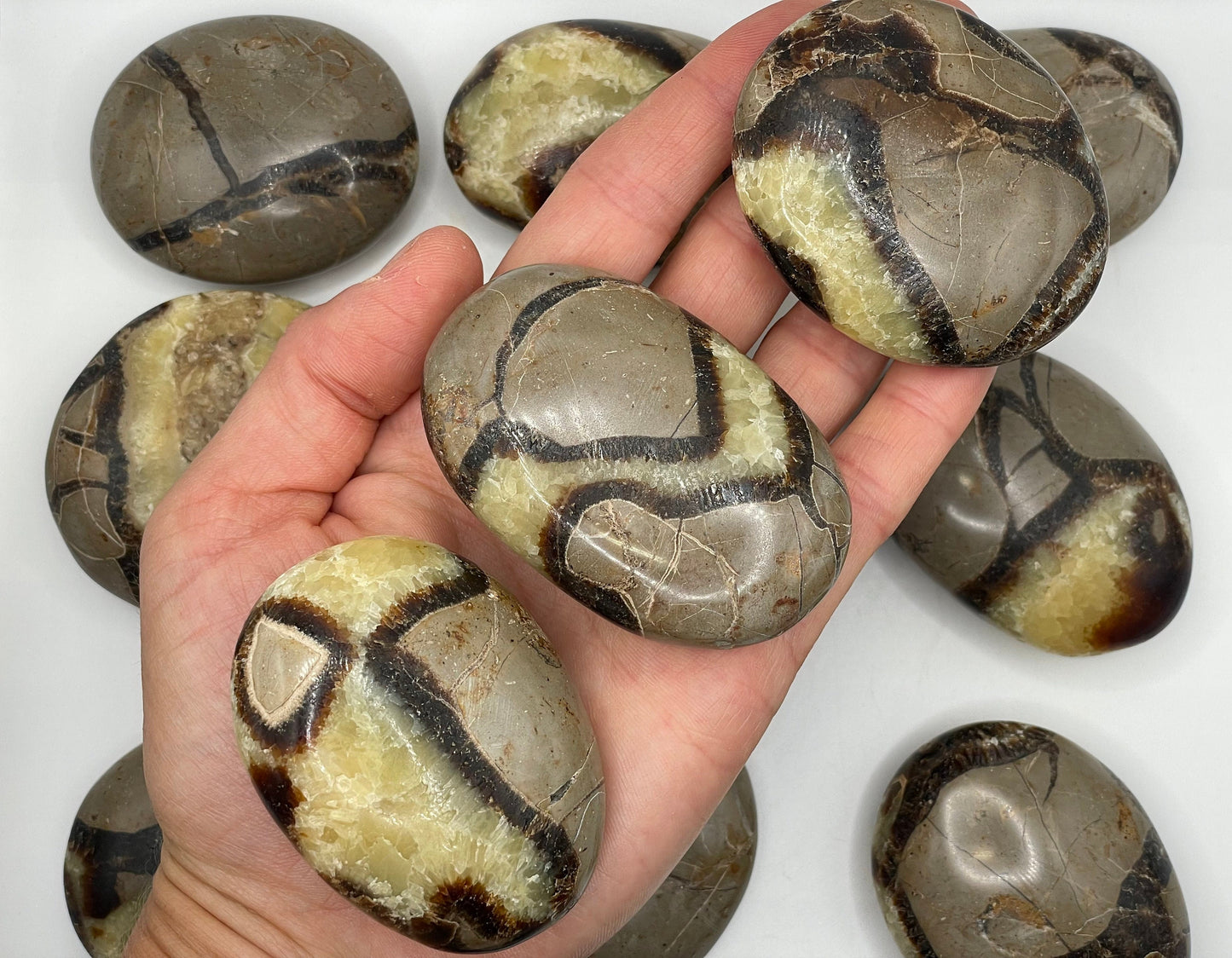 Septarian Palm Stone || Natural Septarian Palm Stone