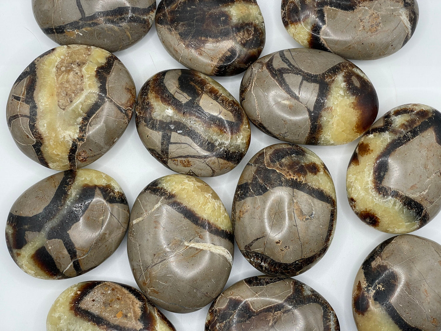 Septarian Palm Stone || Natural Septarian Palm Stone