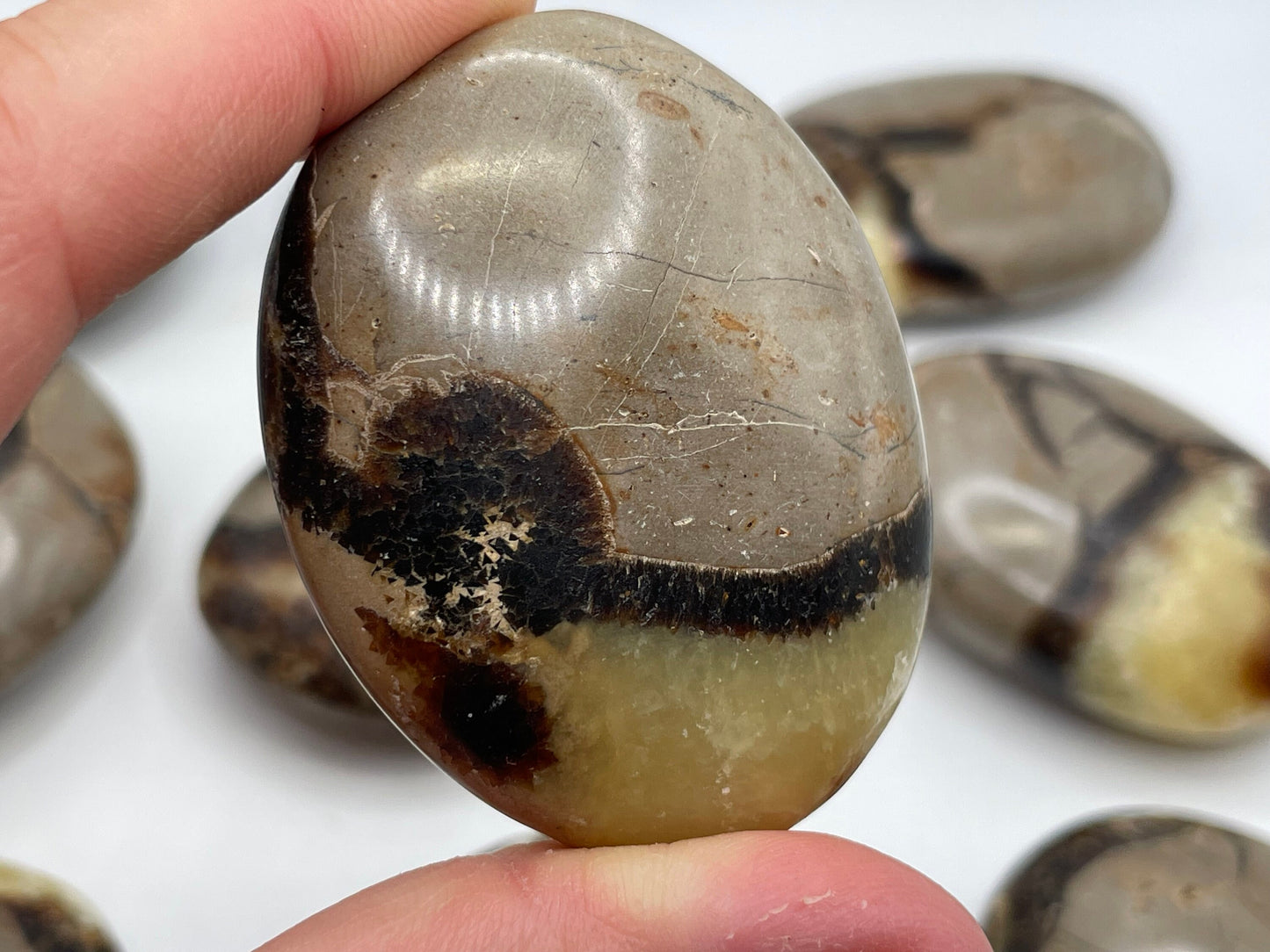 Septarian Palm Stone || Natural Septarian Palm Stone