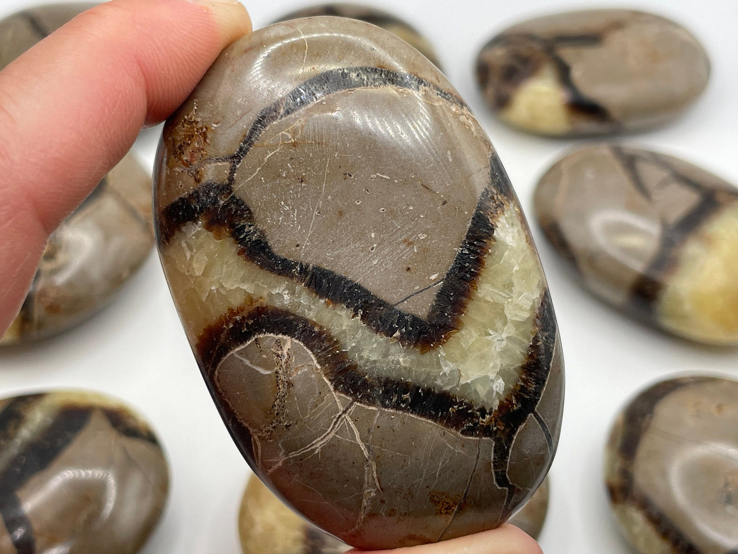 Septarian Palm Stone || Natural Septarian Palm Stone