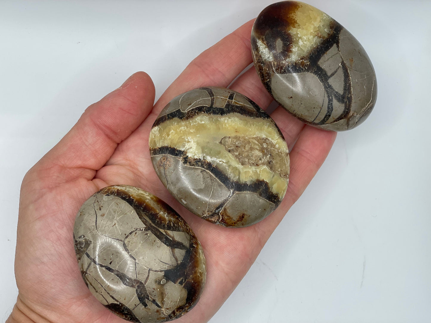 Septarian Palm Stone || Natural Septarian Palm Stone